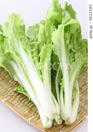 しろ菜 4022583