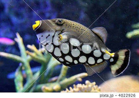 モンガラカワハギ 4022926