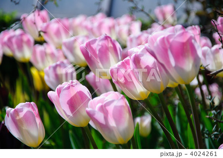 チューリップ 4024261