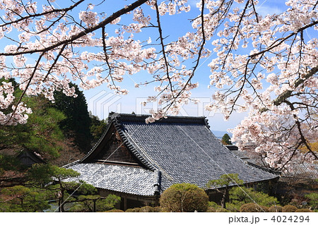 百済寺の書院と染井吉野 4024294