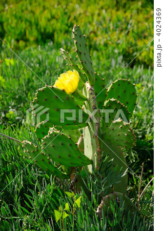 サボテンの花 サボテンの花 4024369