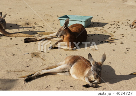 ダラける　カンガルー 4024727