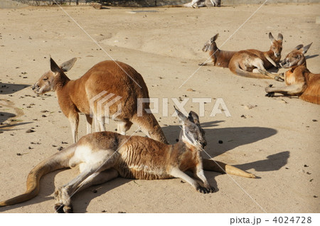 ダラける　カンガルー 4024728