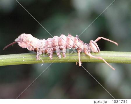 シャチホコガ　幼虫 4024735