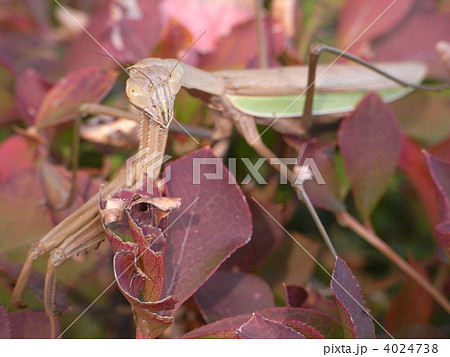 オオカマキリ 4024738