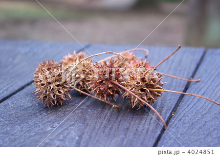 モミジバフウの果実 4024851