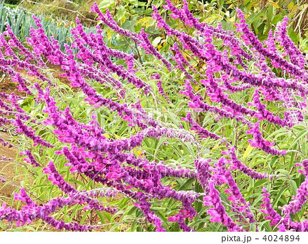 サルビアレウカンサ 4024894