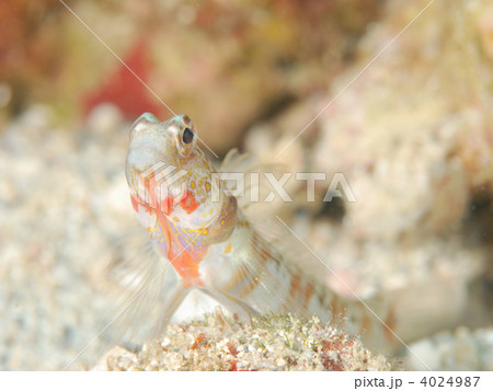 ダンダラダテハゼ 4024987