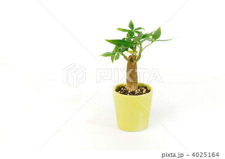 パキラの木 パキラの木 4025164