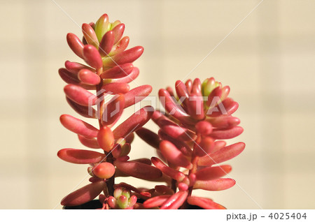 多肉植物（オーロラ） 4025404