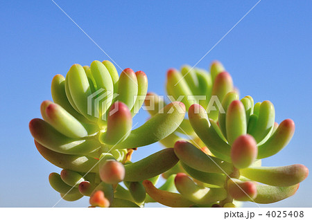 多肉植物 乙女心 の写真素材