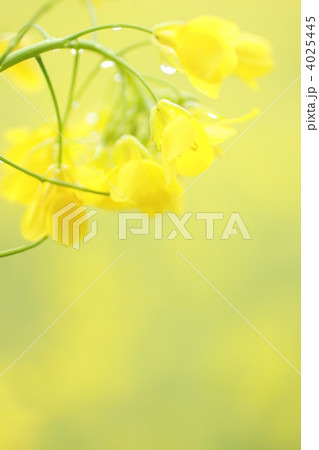 菜の花の雫 菜の花の雫 4025445