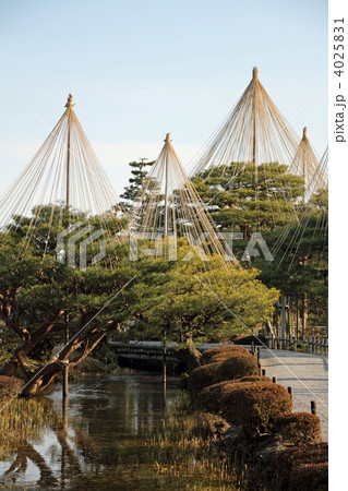 兼六園の唐崎松 4025831