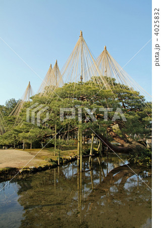 兼六園の唐崎松と霞ヶ池 4025832