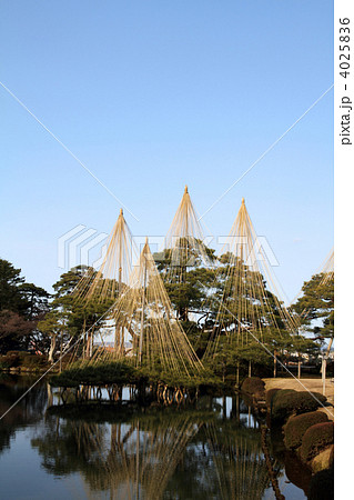 兼六園の唐崎松 4025836