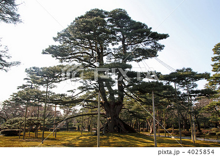 兼六園の根上松 兼六園の根上松 4025854