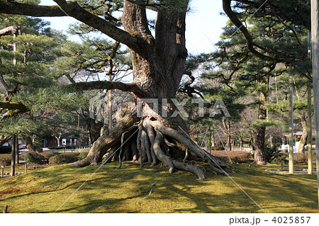 兼六園の根上松 4025857