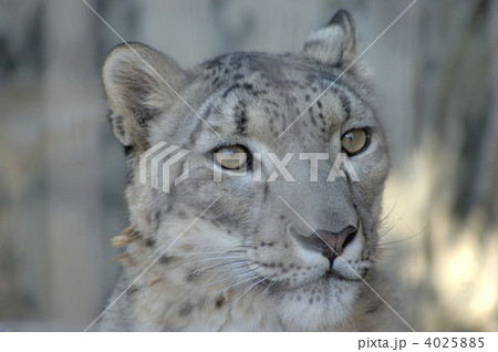 ユキヒョウ ユキヒョウ 4025885