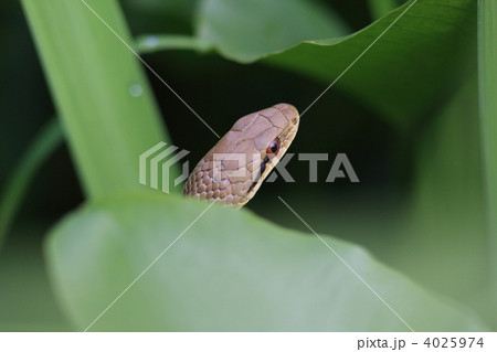 シマヘビ 4025974