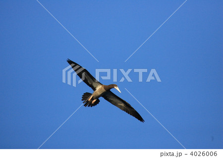 カツオドリ 4026006