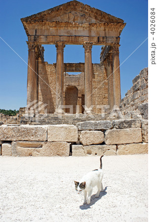チュニジア　ドゥッガ　猫と神殿 4026084
