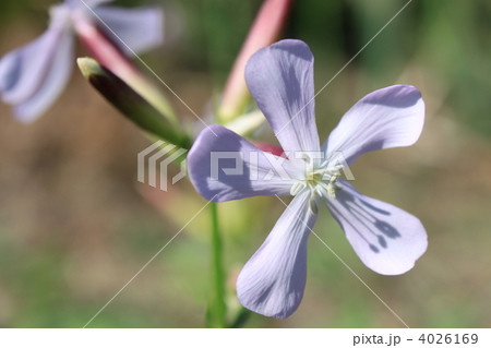 ソープワート ソープワート 4026169