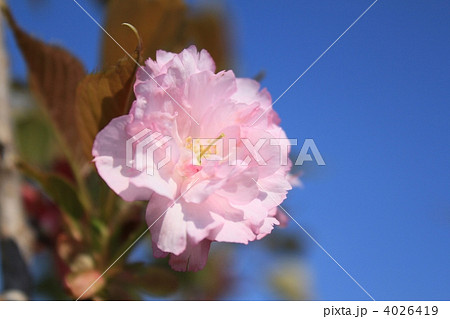 八重桜 八重桜 4026419
