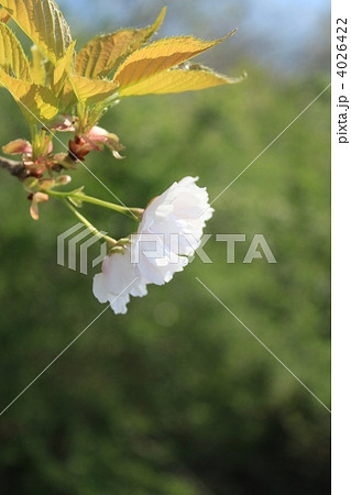 八重桜 八重桜 4026422