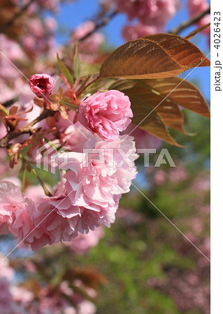 八重桜 4026423
