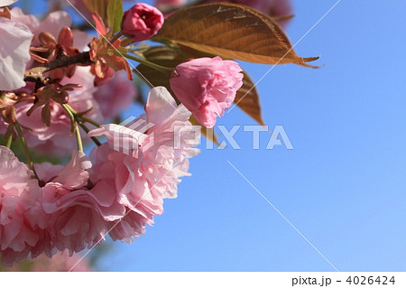 八重桜 4026424