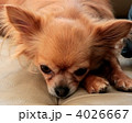 チワワ 4026667