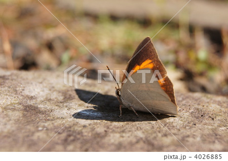 ウラギンシジミのオス（翅の裏と表） 4026885