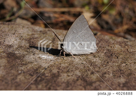 ウラギンシジミのオス(翅の裏側) ウラギンシジミのオス(翅の裏側) 4026888