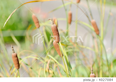 コガマの穂 4027084