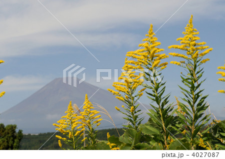 セイタカアワダチソウ 4027087