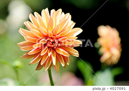 ダリアの花 4027091