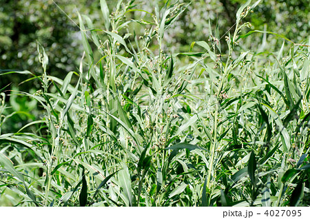 ハトムギ 4027095