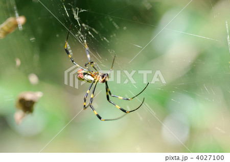 ジョロウグモ ジョロウグモ 4027100