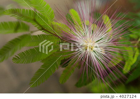 トキワネム 4027124