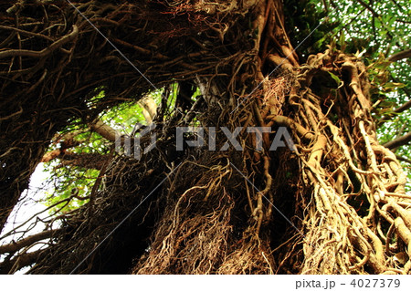 ガジュマルの木 ガジュマルの木 4027379