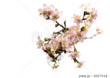 ケイオウザクラ(真上) ケイオウザクラ(真上) 4027418