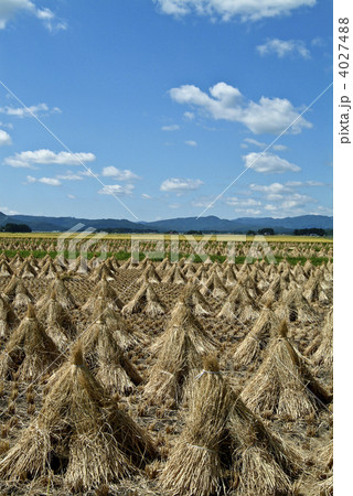 秋の大崎平野 4027488