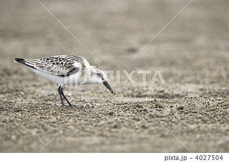 ミユビシギ 4027504