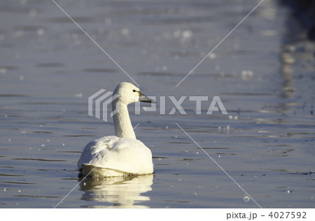 アメリカコハクチョウ 4027592