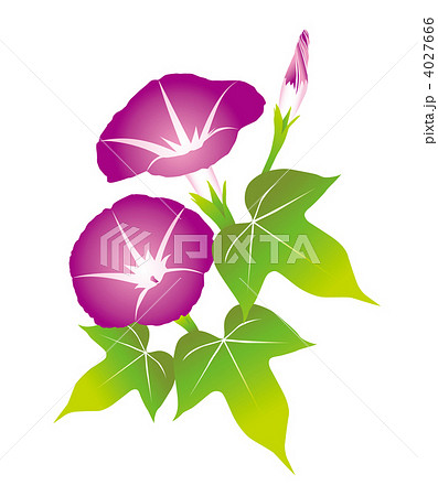 あさがおのイラスト素材