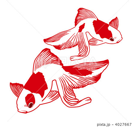 金魚 金魚 4027667