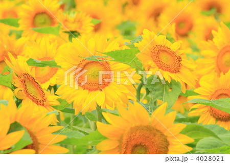 美瑛のひまわり 4028021