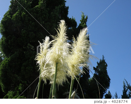 パンパスグラス 4028774