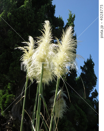 パンパスグラス 4028775