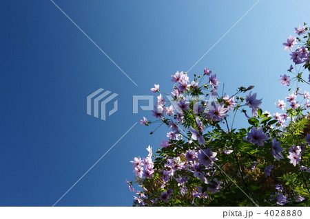 皇帝ダリア 4028880